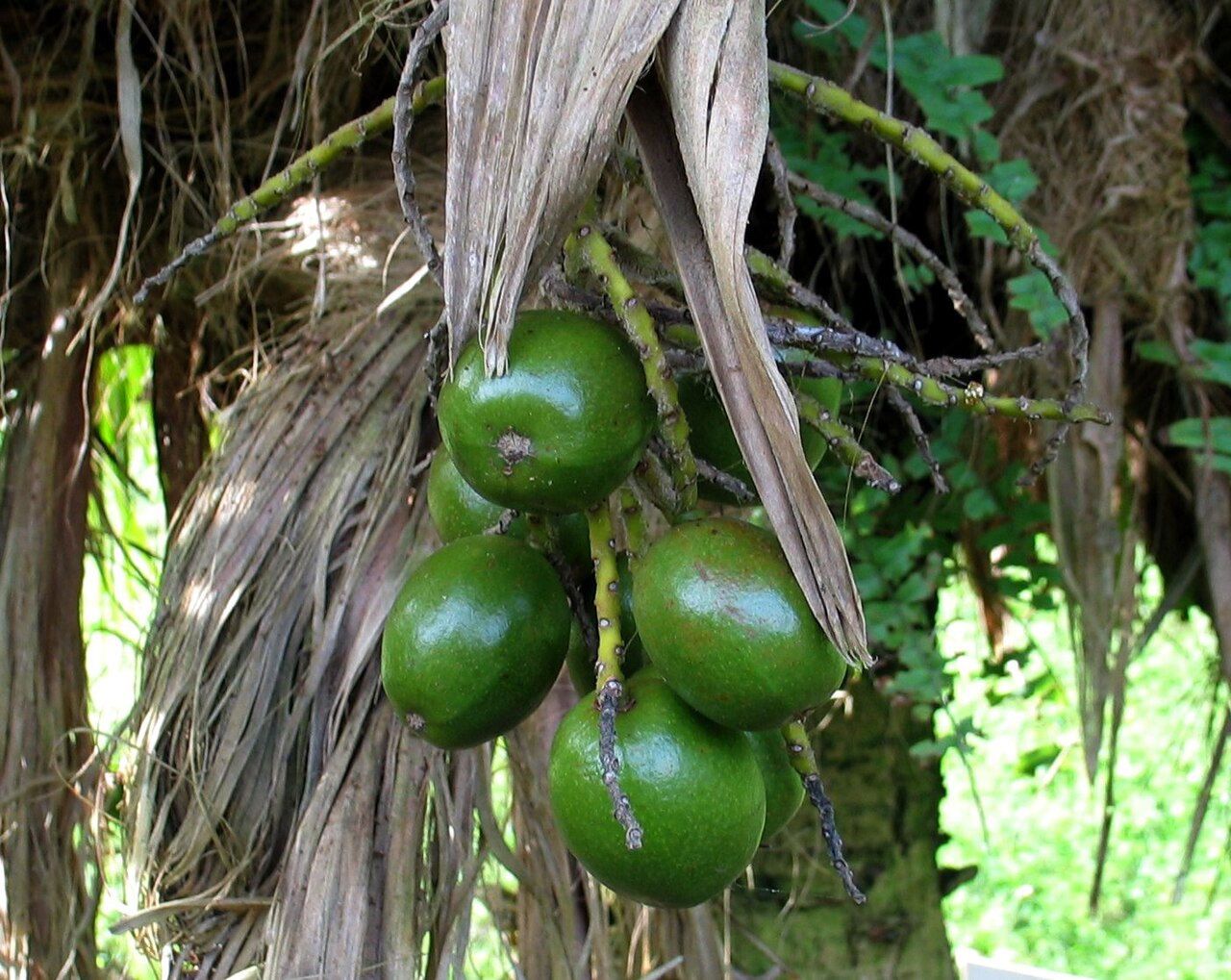 Unripe loulu lelo fruits on a cultivated Oʻahu palm