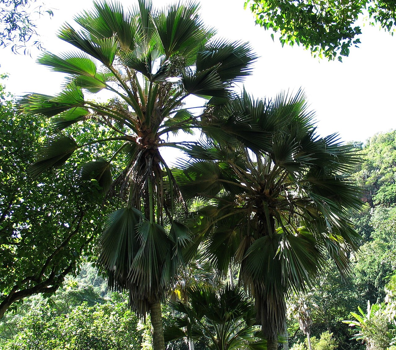 Mature loulu lelo palms cultivated on Oʻahu