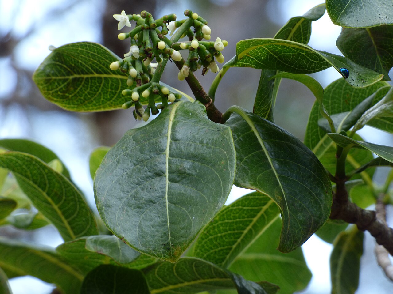 Kōpiko (Psychotria hawaiiensis) - PlantNative.org Kōpiko leaves and small white flower clusters