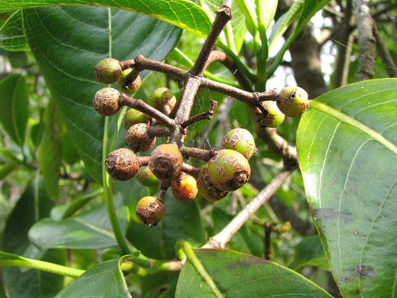 Kōpiko (Psychotria hawaiiensis) - PlantNative.org Developing kōpiko fruits beside glossy leaves