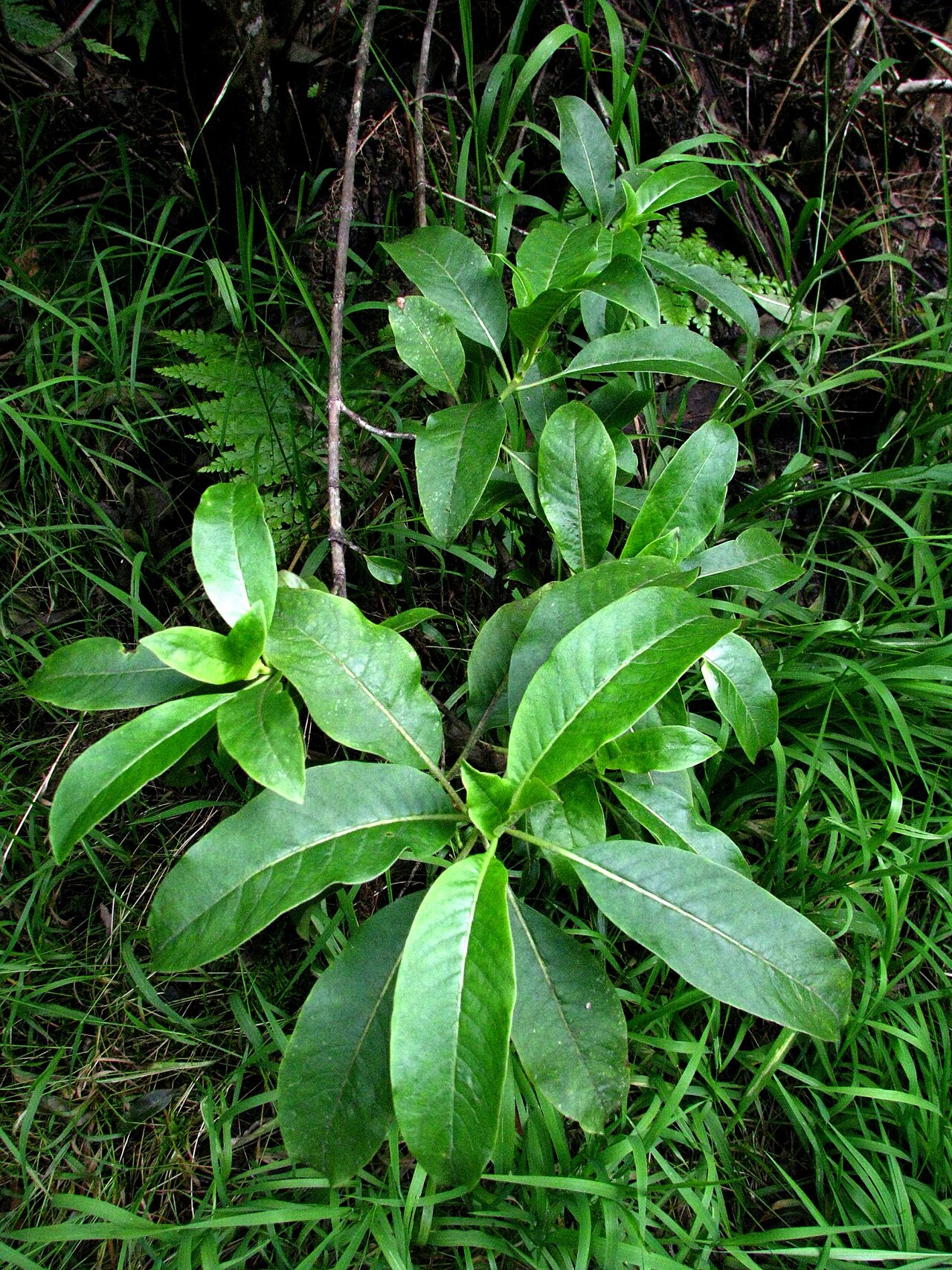 Kōpiko (Psychotria hawaiiensis) - PlantNative.org Young kōpiko in forest vegetation on Hawaiʻi Island