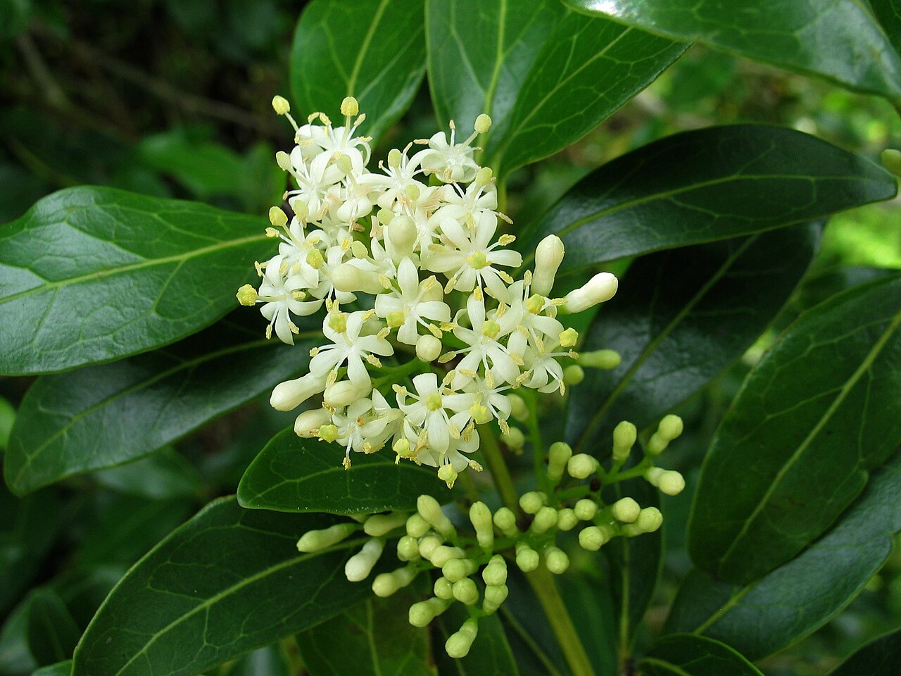 Fragrant white alaheʻe flowers among glossy leaves
