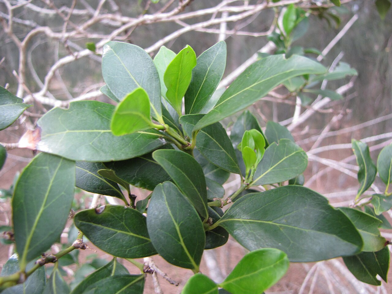 Opposite green alaheʻe leaves on a young shoot