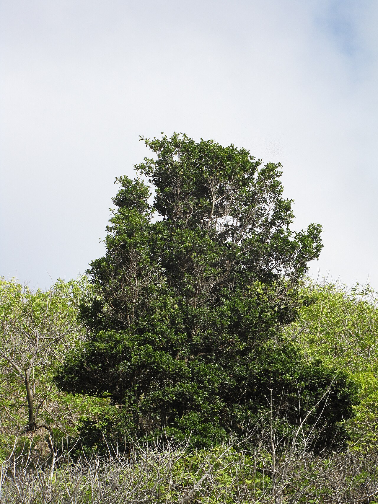Alaheʻe tree with a dense green crown