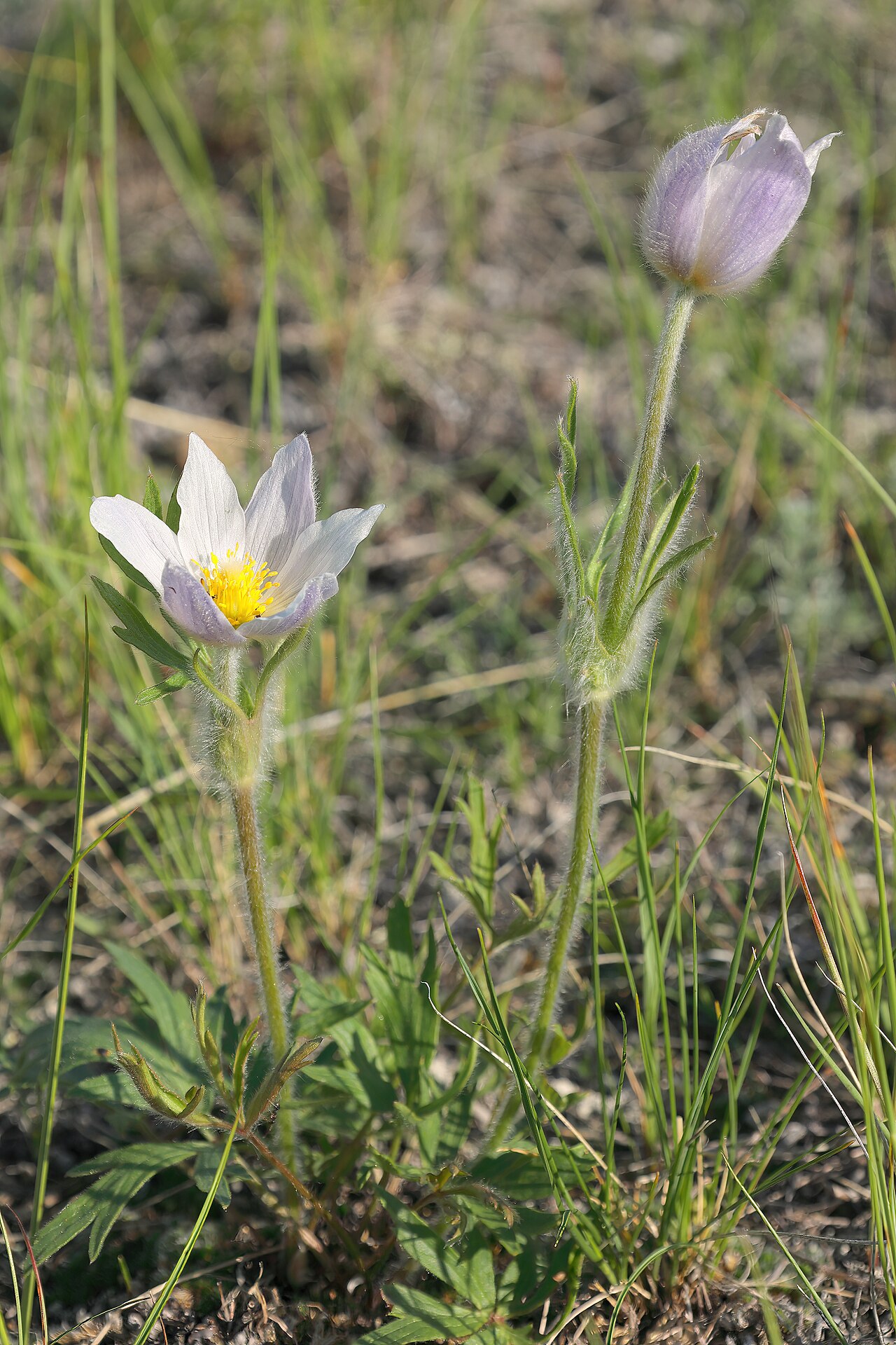American pasqueflower with its hairy stems and pale flowers in Grasslands National Park, Saskatchewan.