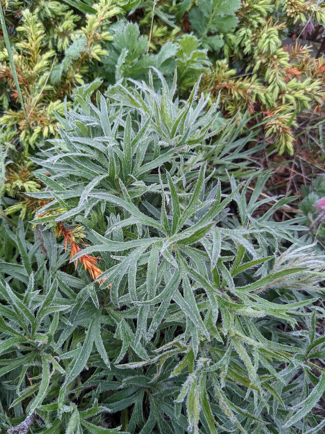 Finely divided American pasqueflower foliage with dew in Cypress Hills, Alberta.
