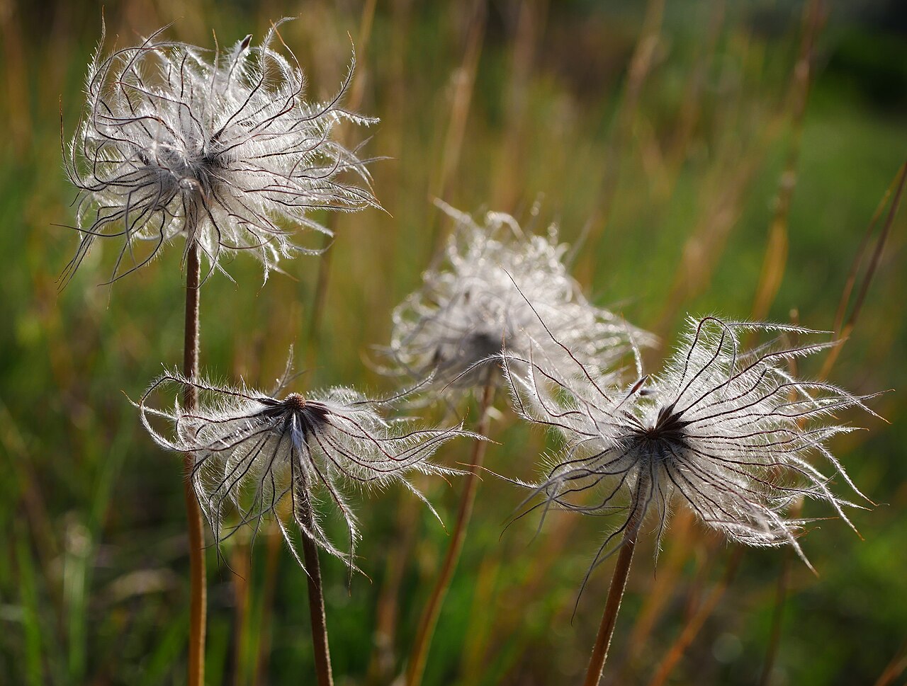 Ripe American pasqueflower seed heads with long silky styles in northeastern Montana.