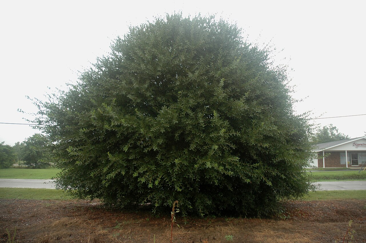 Laurel Oak (Quercus laurifolia) - PlantNative.org Laurel oak with a broad, mature crown.