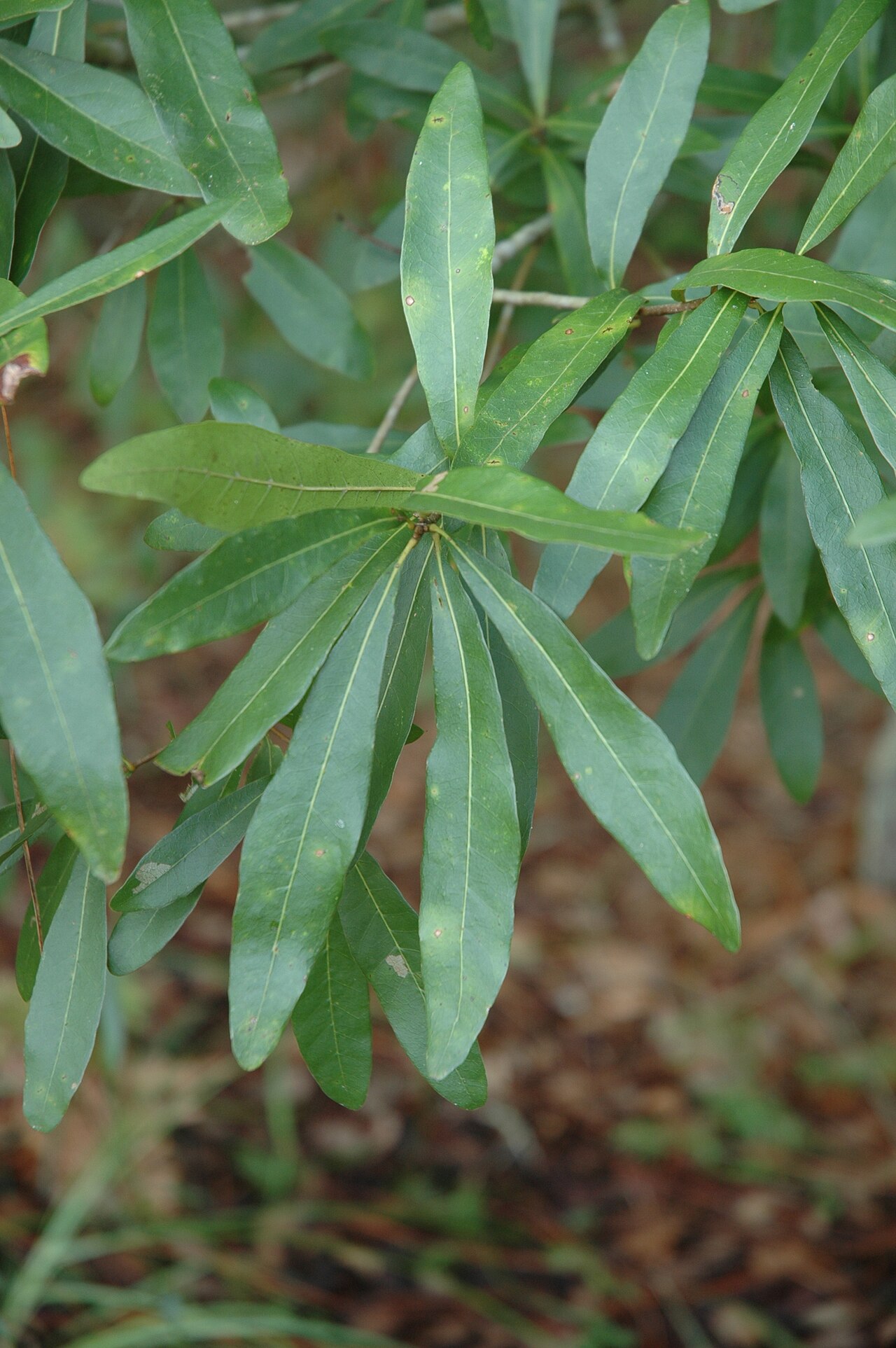 Laurel Oak (Quercus laurifolia) - PlantNative.org Glossy, relatively narrow leaves of Quercus laurifolia.
