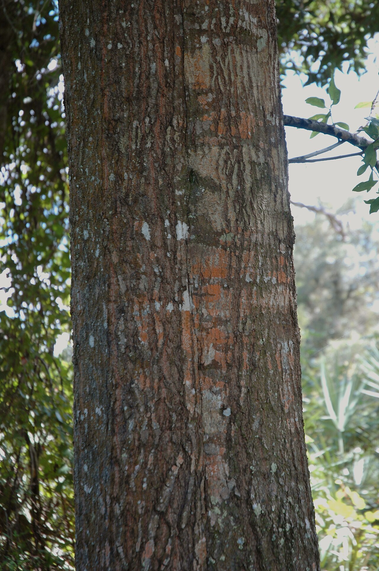 Laurel Oak (Quercus laurifolia) - PlantNative.org Furrowed bark on a laurel oak trunk.