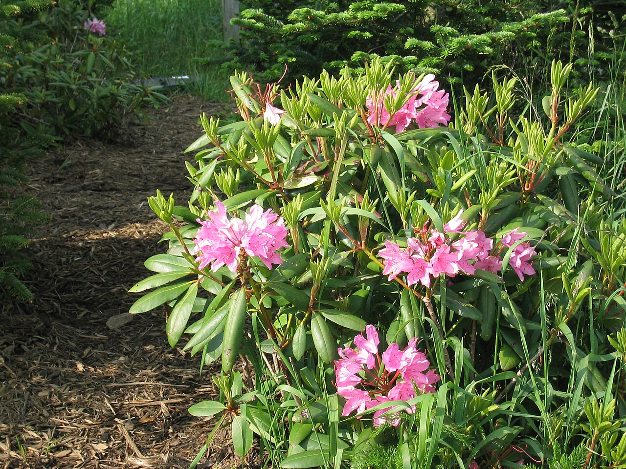 Mountain Rosebay (Rhododendron catawbiense) - PlantNative.org Mountain rosebay flowering at Mount Mitchell, North Carolina