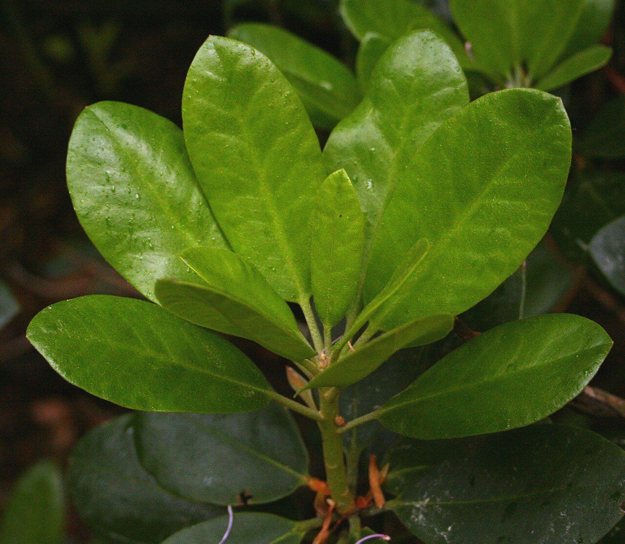 Mountain Rosebay (Rhododendron catawbiense) - PlantNative.org Broad evergreen leaves clustered at the shoot tips