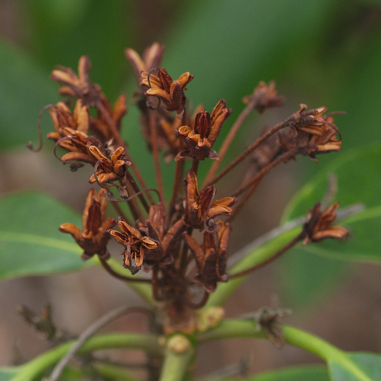 Mountain Rosebay (Rhododendron catawbiense) - PlantNative.org Persistent dry capsules on a cultivated mountain rosebay