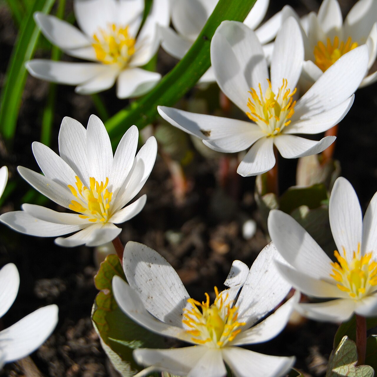 Bloodroot (Sanguinaria canadensis) - PlantNative.org White bloodroot flowers with yellow stamens in spring.