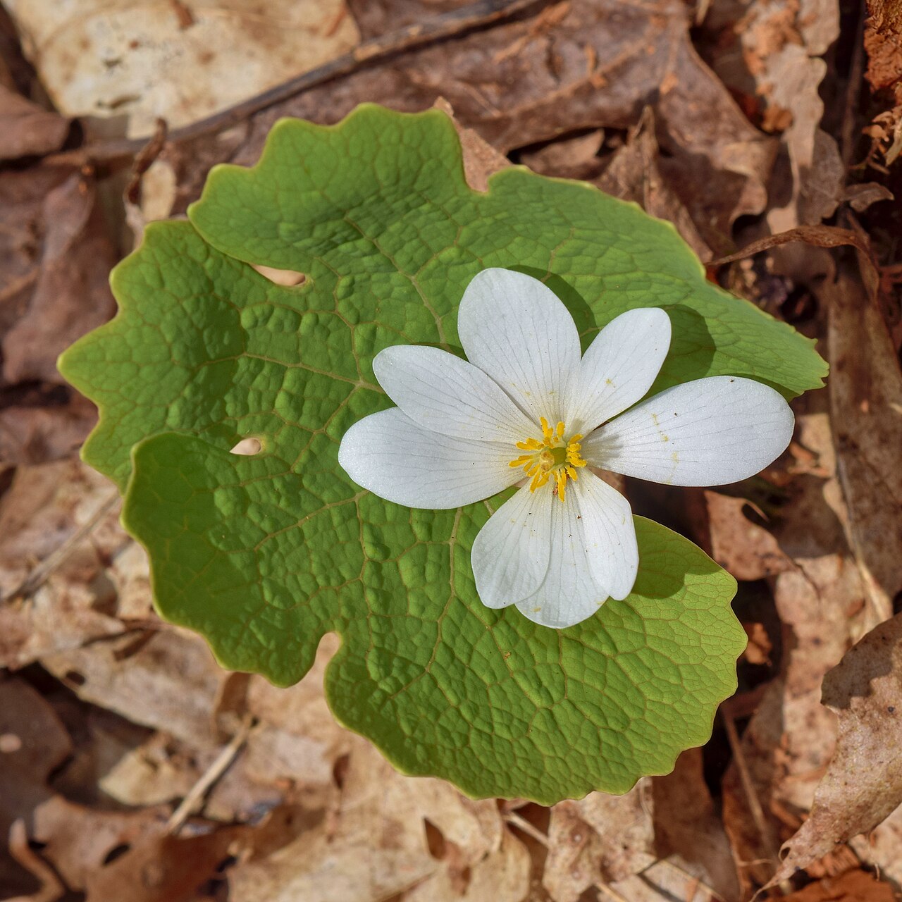 Bloodroot (Sanguinaria canadensis) - PlantNative.org A bloodroot flower and its expanding lobed leaf in Durham Regional Forest, Ontario.