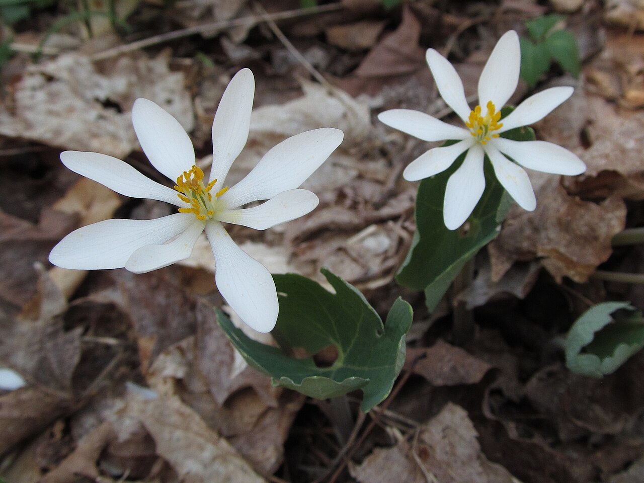 Bloodroot (Sanguinaria canadensis) - PlantNative.org Bloodroot flowering near the Trillium Trail in Fox Chapel, Pennsylvania.