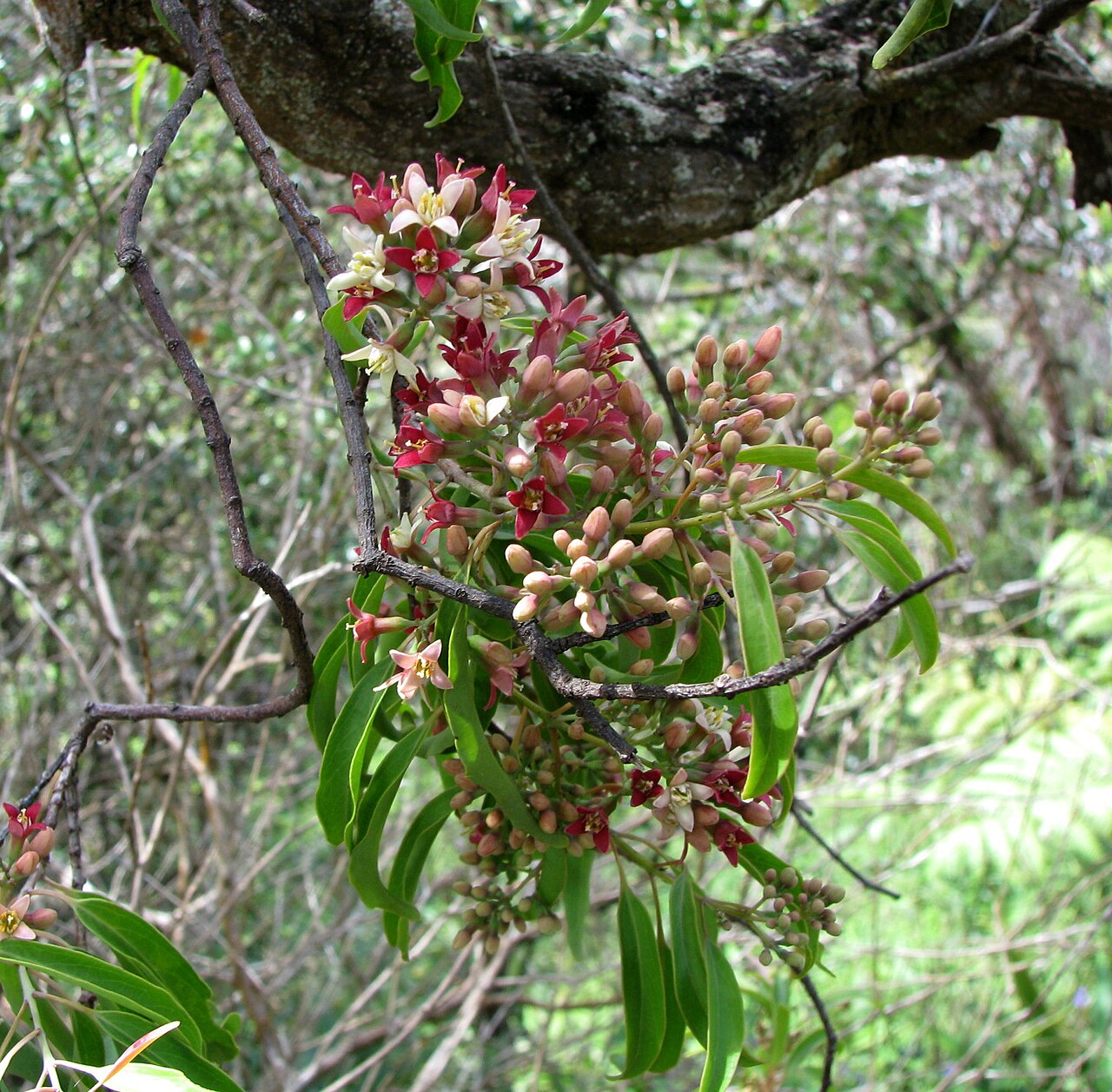 ʻIliahi (Santalum freycinetianum) - PlantNative.org ʻIliahi flower cluster on Oʻahu