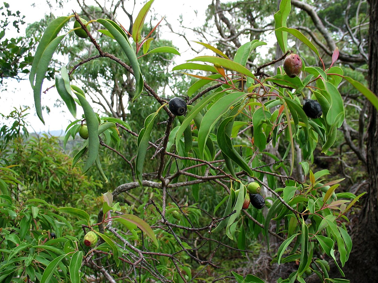 ʻIliahi (Santalum freycinetianum) - PlantNative.org Dark ʻiliahi fruits and narrow leaves on Oʻahu