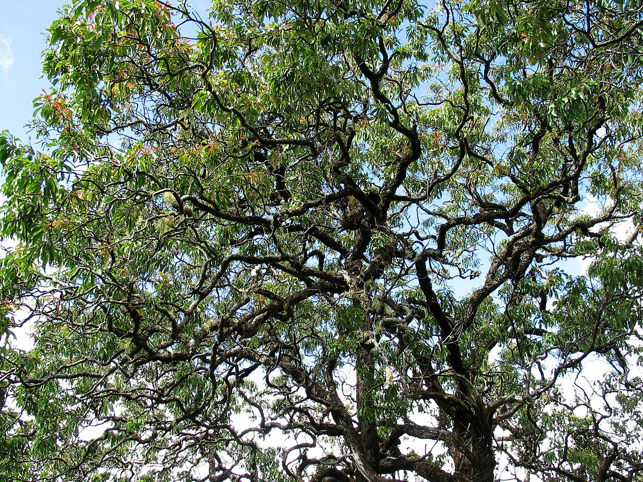 ʻIliahi (Santalum freycinetianum) - PlantNative.org Branching canopy of ʻiliahi on Oʻahu