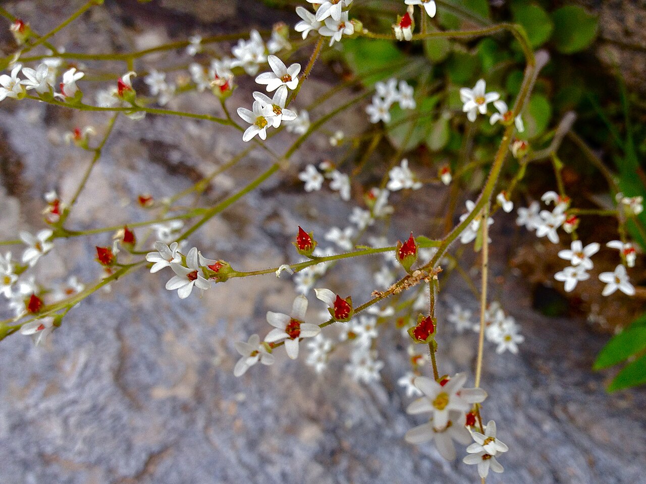 Early Saxifrage (Micranthes virginiensis) - PlantNative.org Early saxifrage flowering in Great Falls Park, Fairfax County, Virginia.