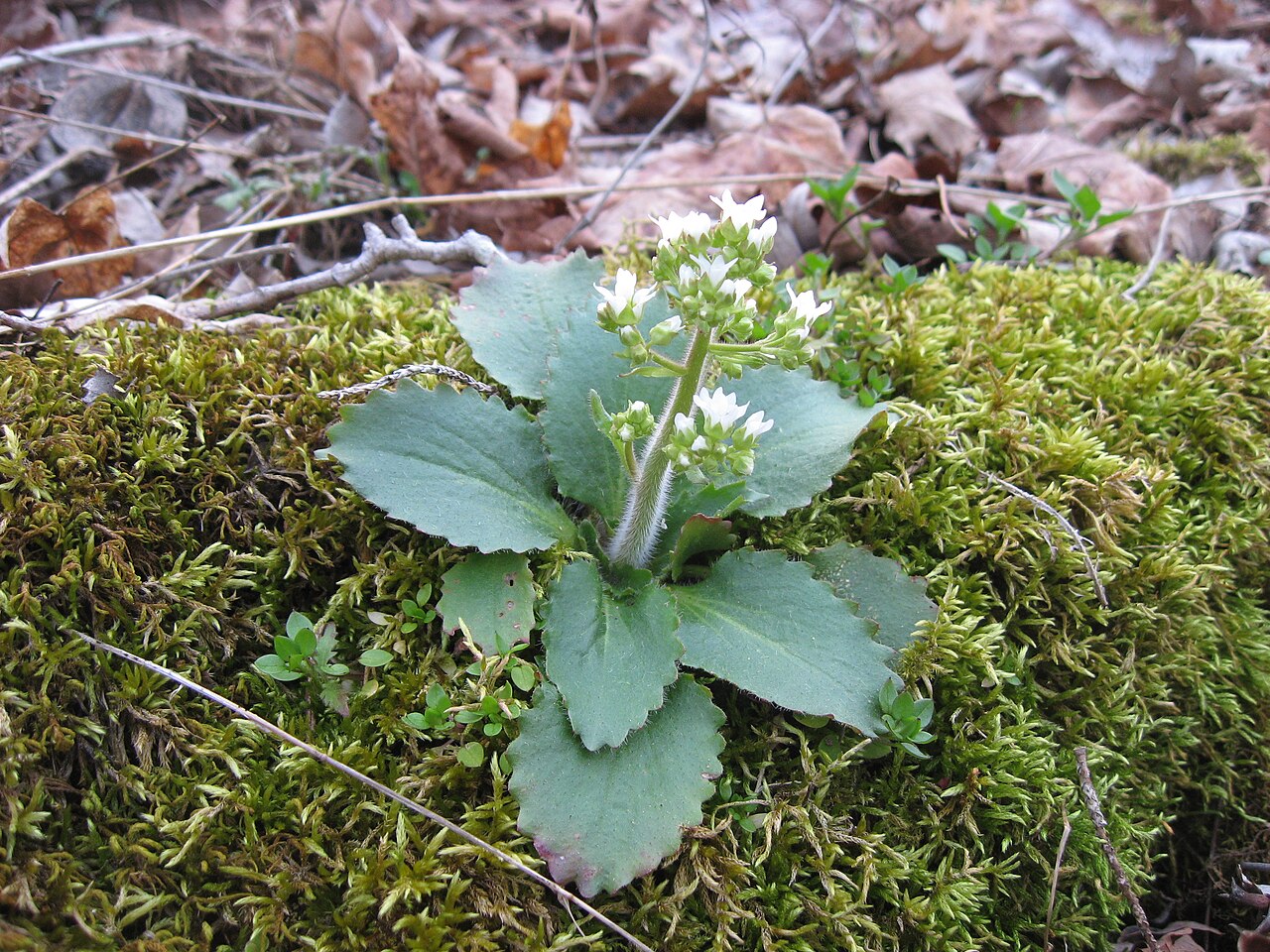Early Saxifrage (Micranthes virginiensis) - PlantNative.org Basal rosette and young flower cluster in Kentucky’s Tom Dorman State Nature Preserve.
