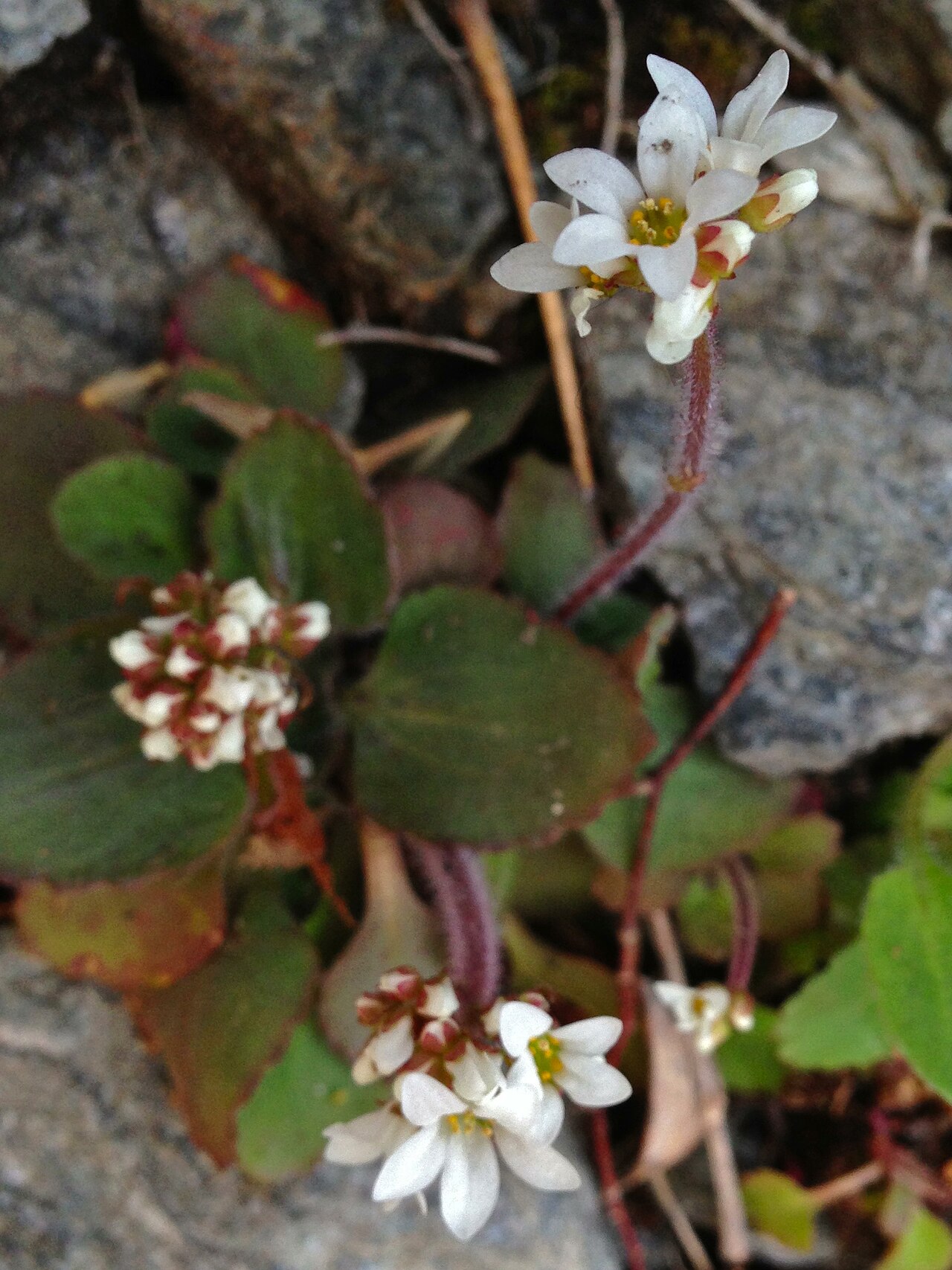 Early Saxifrage (Micranthes virginiensis) - PlantNative.org White flowers with yellow stamens at Carderock, Maryland.