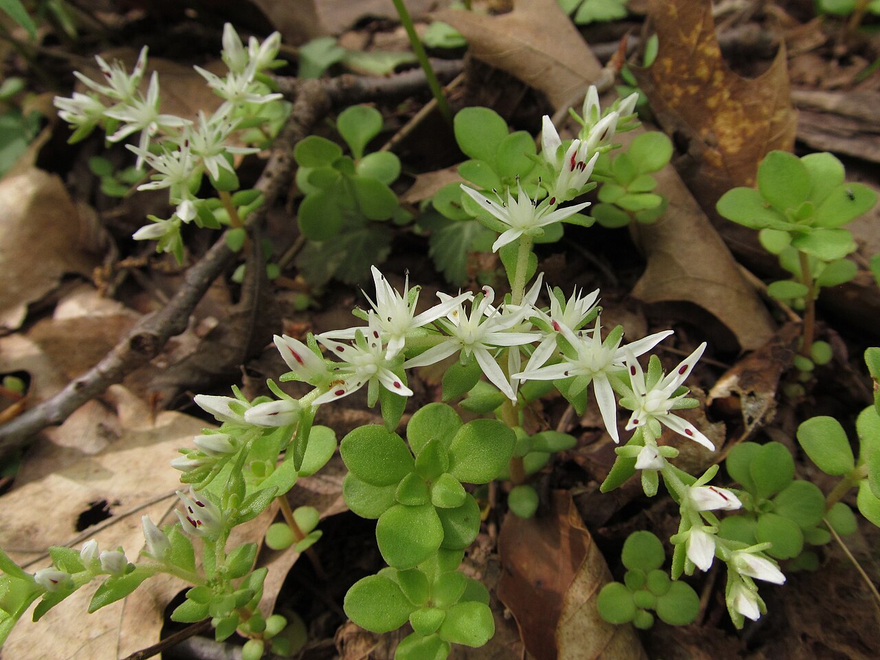 Wild stonecrop flowering in Bird Park, Mt. Lebanon, Pennsylvania.