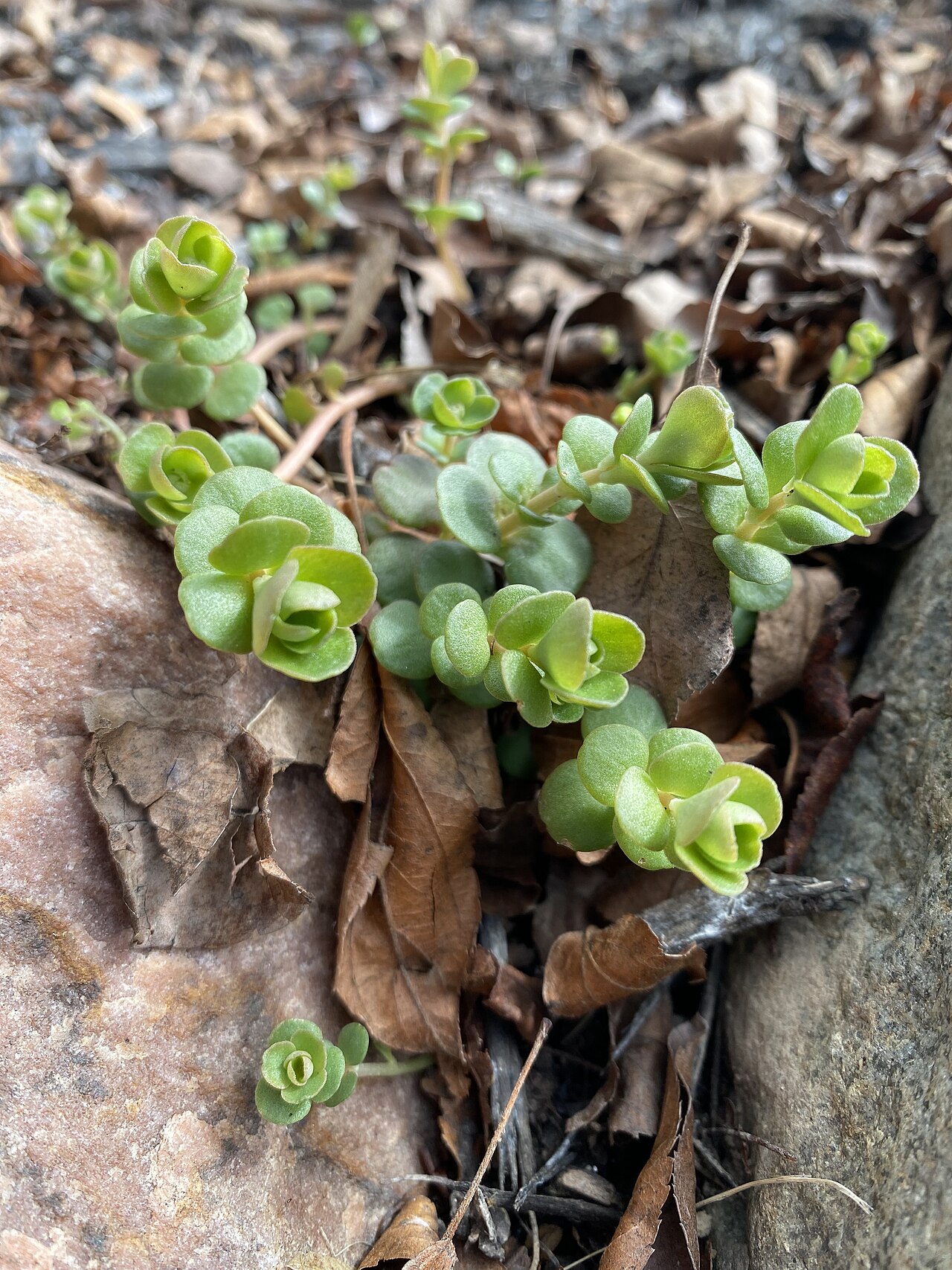 Rounded succulent leaves of Sedum ternatum among stones in central Indiana.