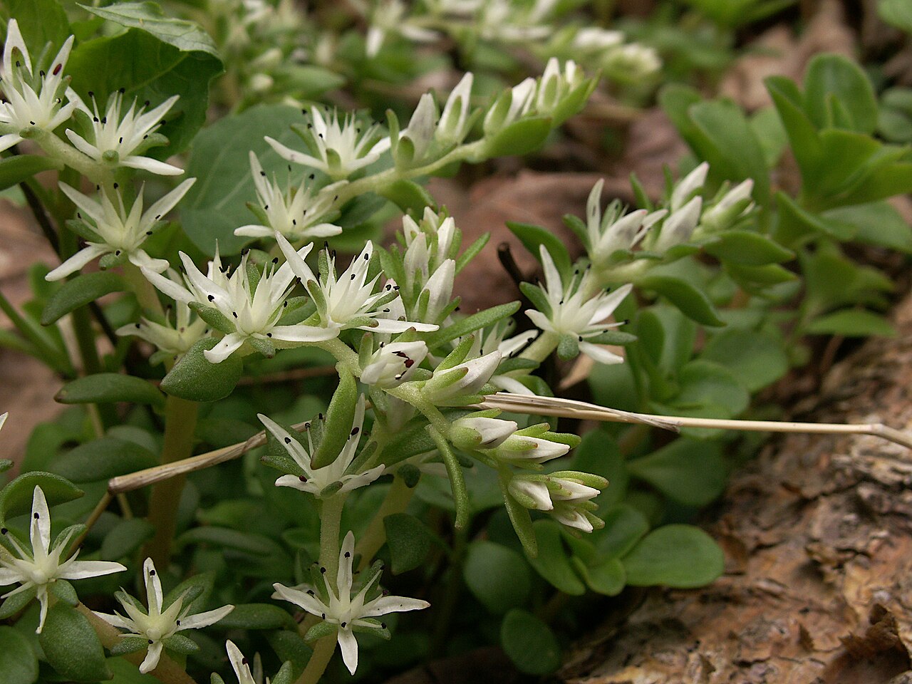 White flowers and fleshy leaves of wild stonecrop along the Trillium Trail, Pennsylvania.