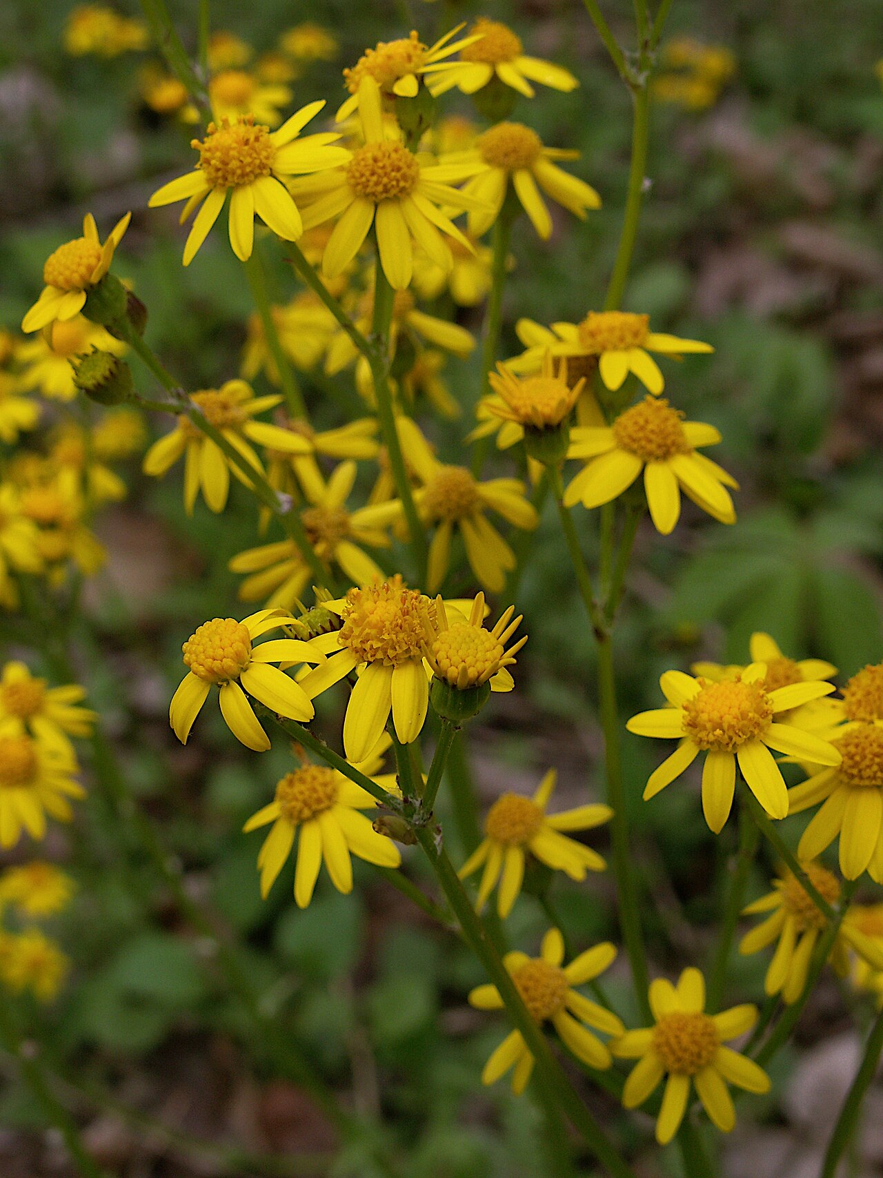 Golden Ragwort (Packera aurea) - PlantNative.org Golden ragwort flower heads in Kane Woods, Allegheny County, Pennsylvania.