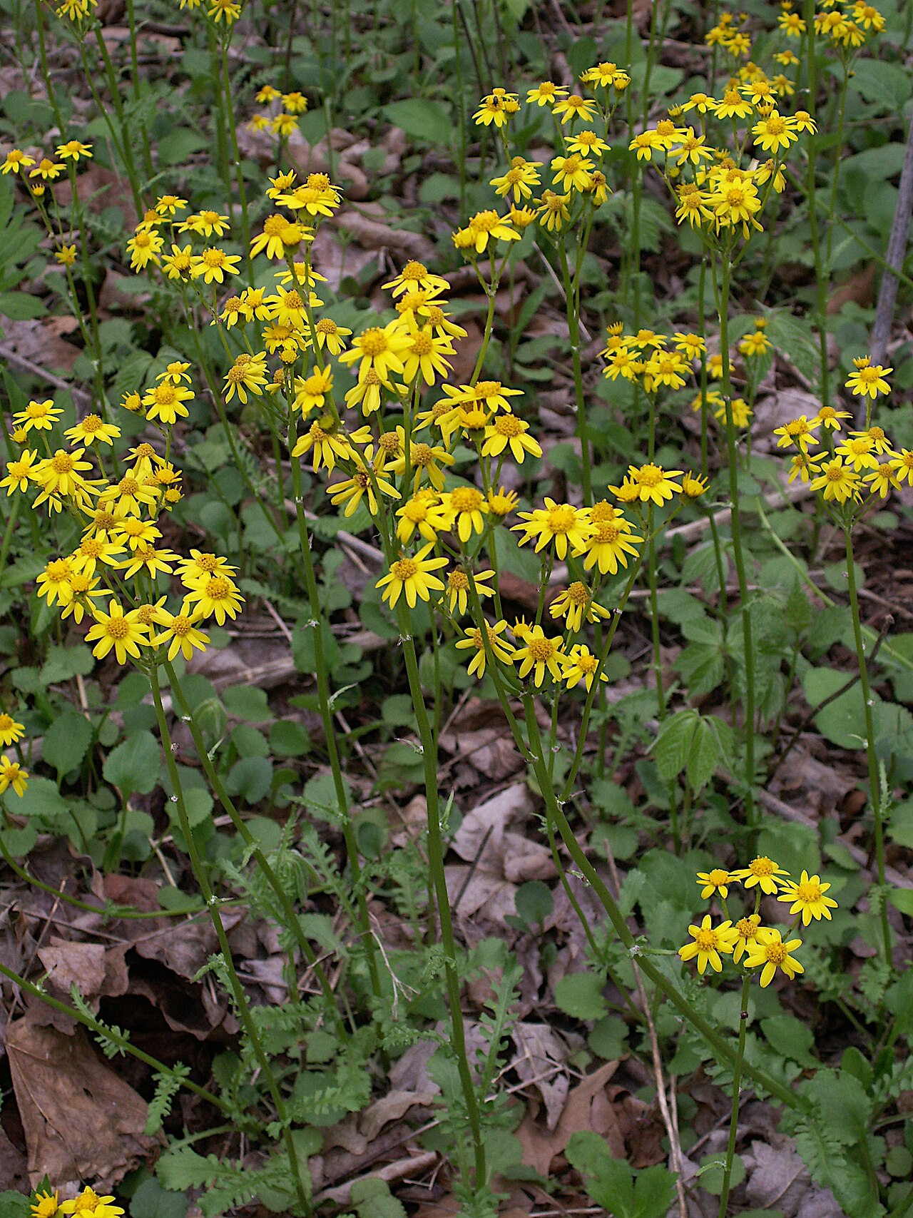 Golden Ragwort (Packera aurea) - PlantNative.org Golden ragwort colony showing spring flowers above broad basal leaves.