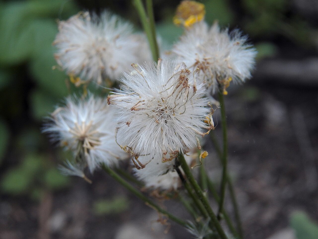 Golden Ragwort (Packera aurea) - PlantNative.org Mature golden ragwort seed heads with white dispersal tufts in Pennsylvania.