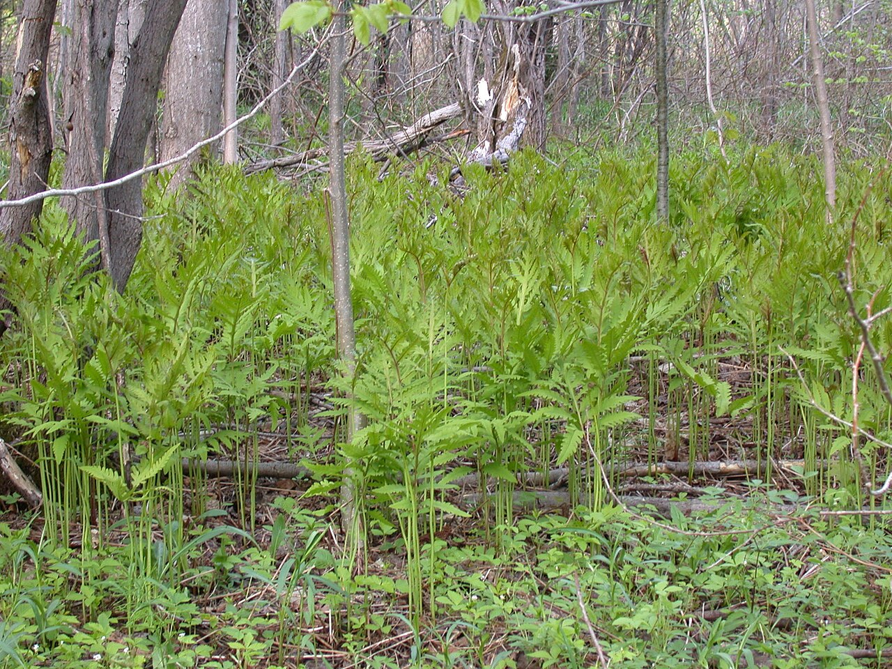 Sensitive Fern (Onoclea sensibilis) - PlantNative.org A colony of Sensitive Fern (Onoclea sensibilis) in summer in a natural woodland setting