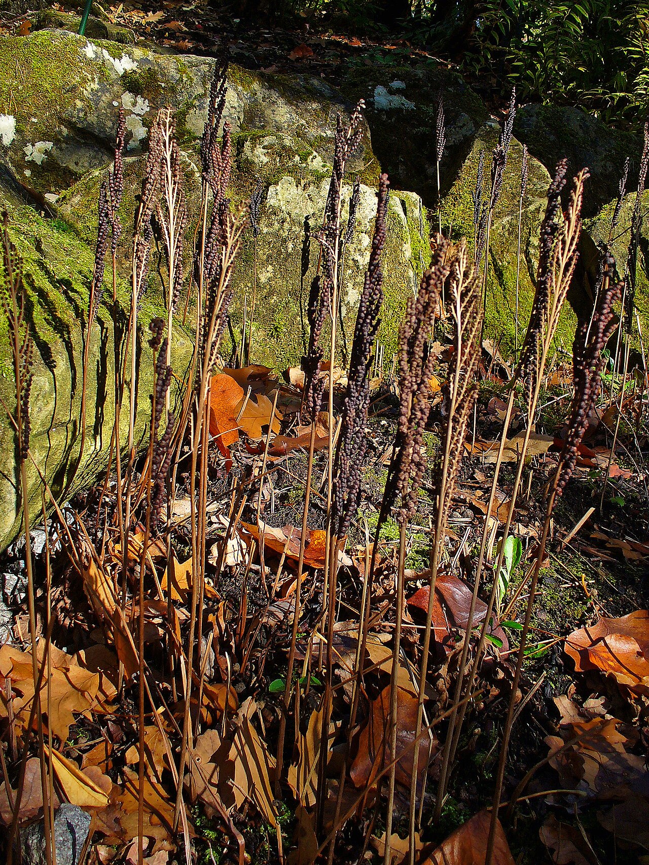 Sensitive Fern (Onoclea sensibilis) - PlantNative.org Sensitive Fern (Onoclea sensibilis) fertile fronds in autumn bearing dark, bead-like sporangial clusters