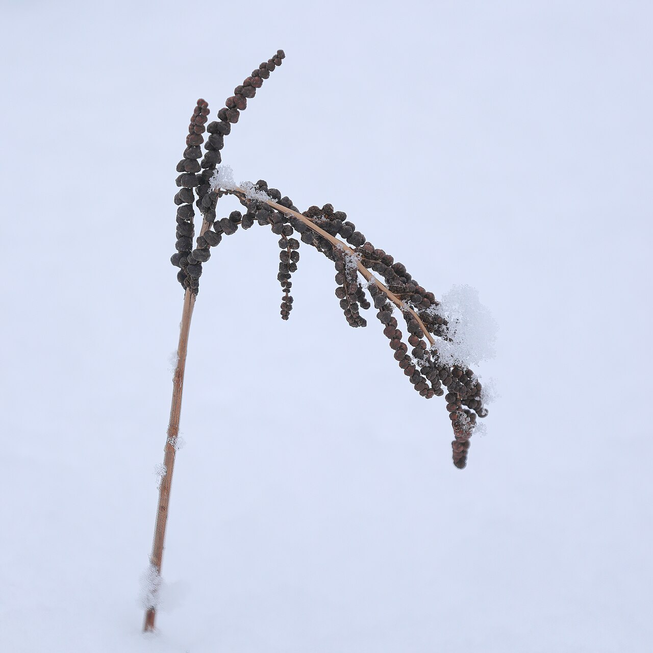 Sensitive Fern (Onoclea sensibilis) - PlantNative.org Sensitive Fern (Onoclea sensibilis) fertile frond with dark beads standing through winter snow