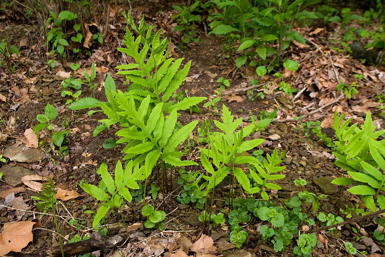 Sensitive Fern (Onoclea sensibilis) - PlantNative.org Sensitive Fern (Onoclea sensibilis) with broad, lobed sterile fronds on a moist woodland floor