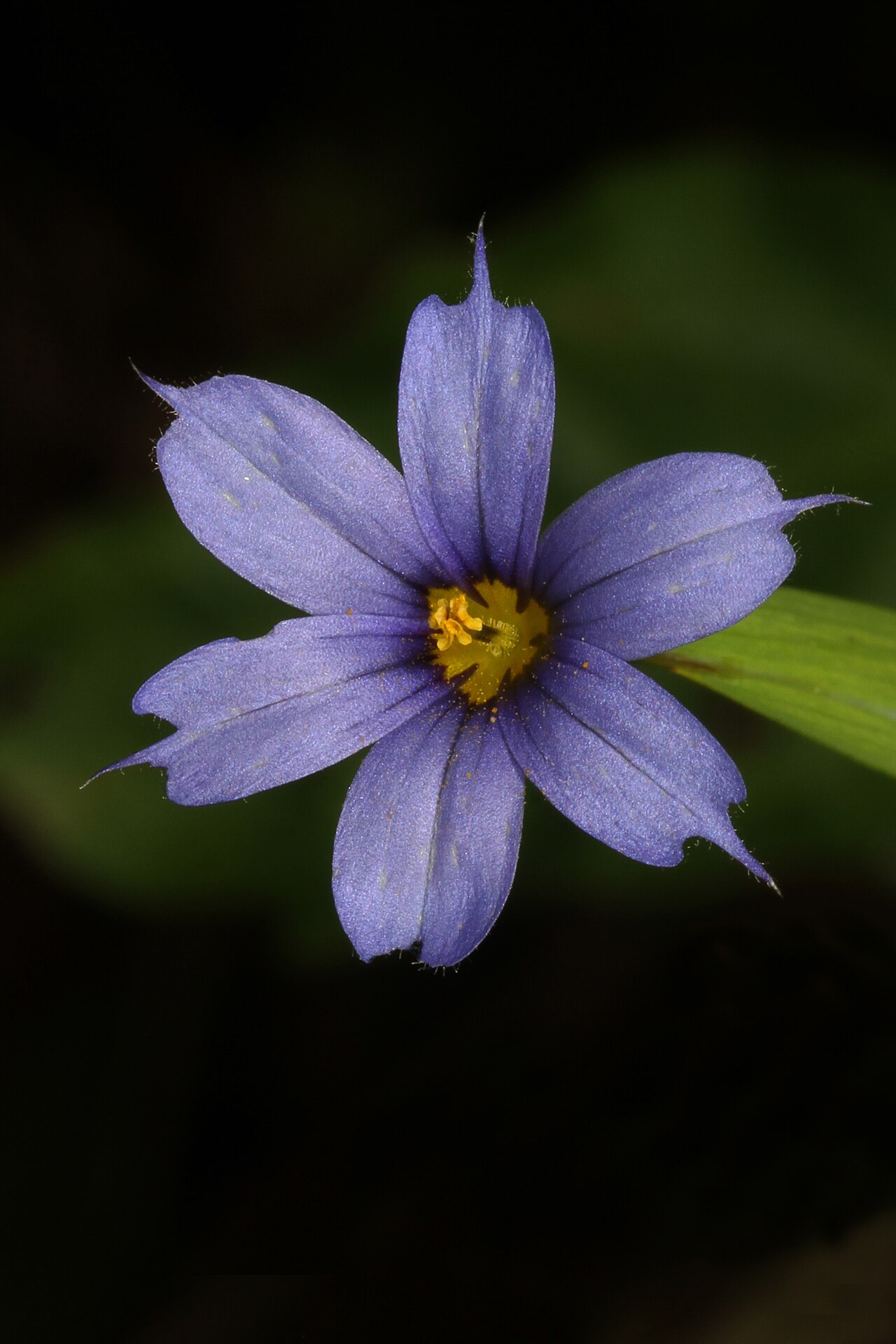 Needle-tip Blue-eyed Grass (Sisyrinchium mucronatum) - PlantNative.org Needle-tip blue-eyed grass flower at Julie Metz Wetlands, Virginia