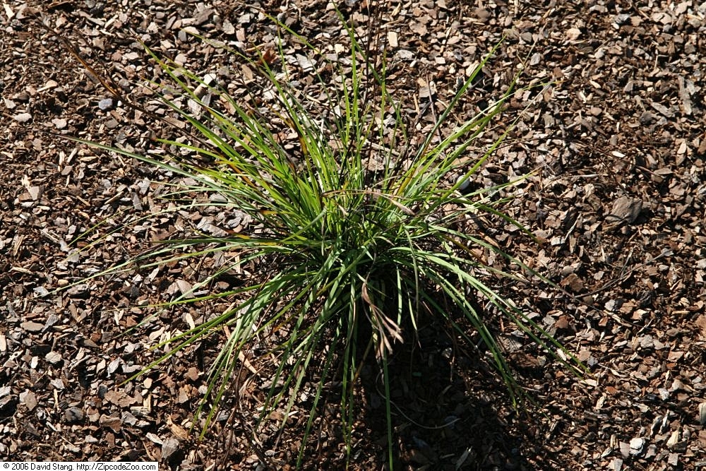 Needle-tip Blue-eyed Grass (Sisyrinchium mucronatum) - PlantNative.org A labeled cultivated clump at the United States Botanic Garden