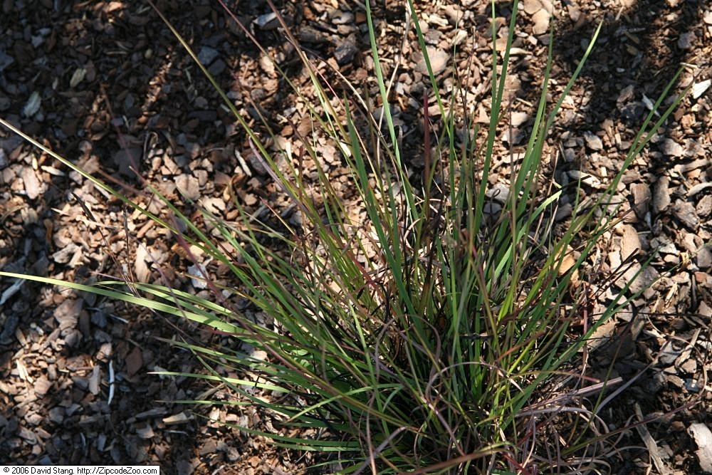 Needle-tip Blue-eyed Grass (Sisyrinchium mucronatum) - PlantNative.org A separate view of the cultivated clump and its slender stems