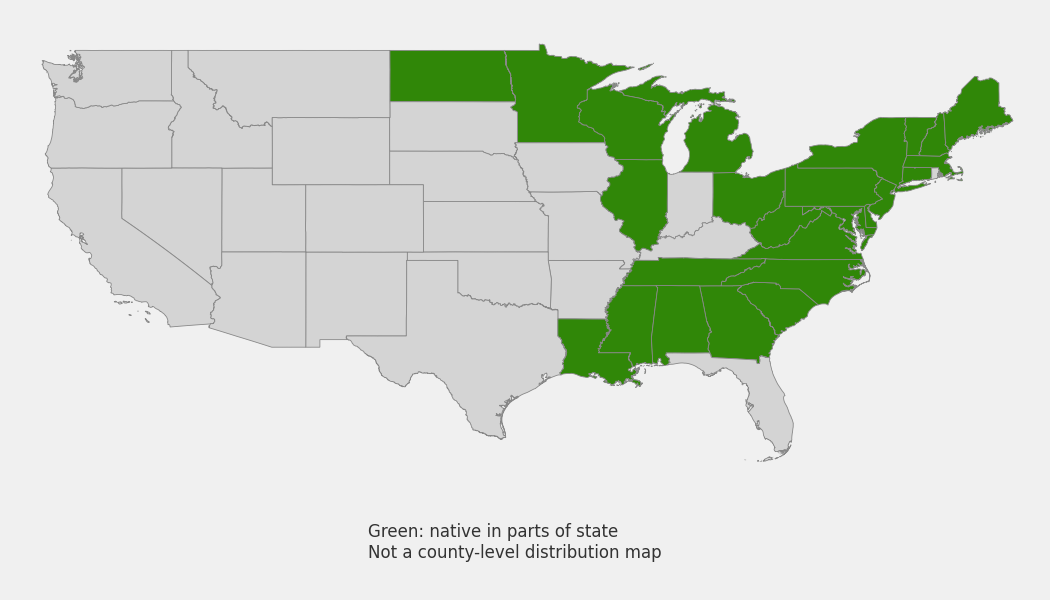 State-level native range of Sisyrinchium mucronatum