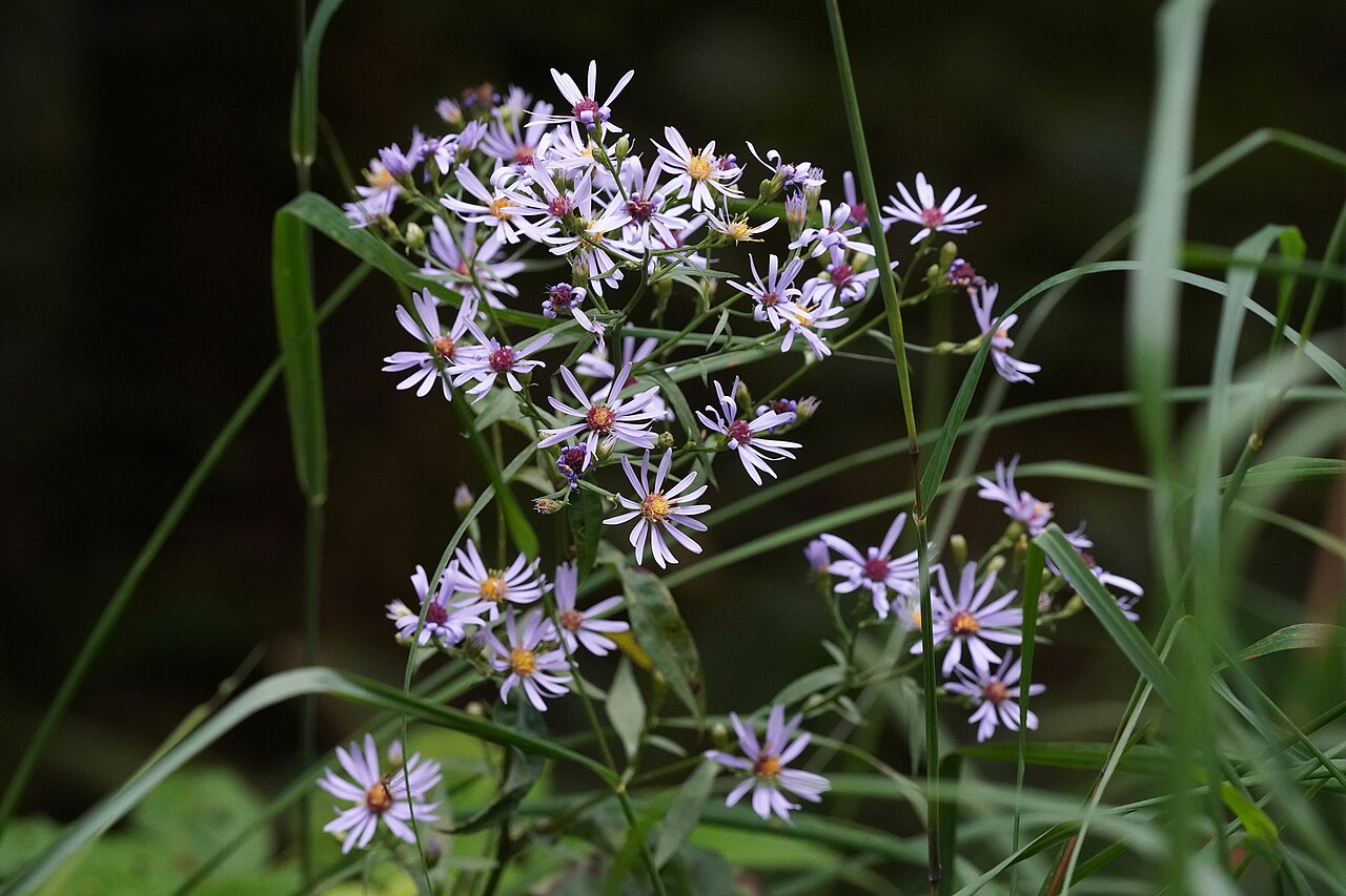 Smooth Blue Aster (Symphyotrichum laeve) - PlantNative.org Smooth Blue Aster (Symphyotrichum laeve) in full bloom with lavender-blue flowers
