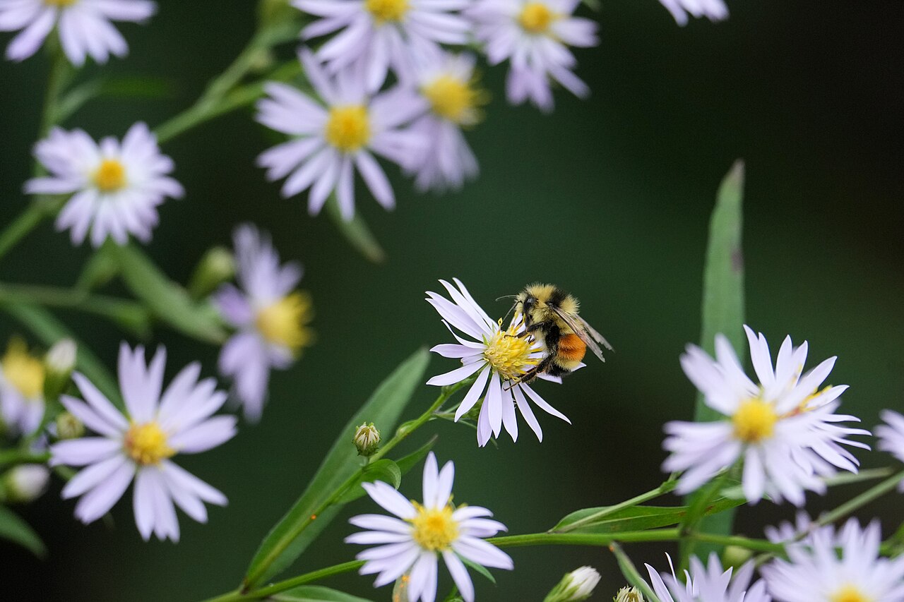 Smooth Blue Aster (Symphyotrichum laeve) - PlantNative.org Orange-belted bumble bee feeding on Smooth Blue Aster flowers