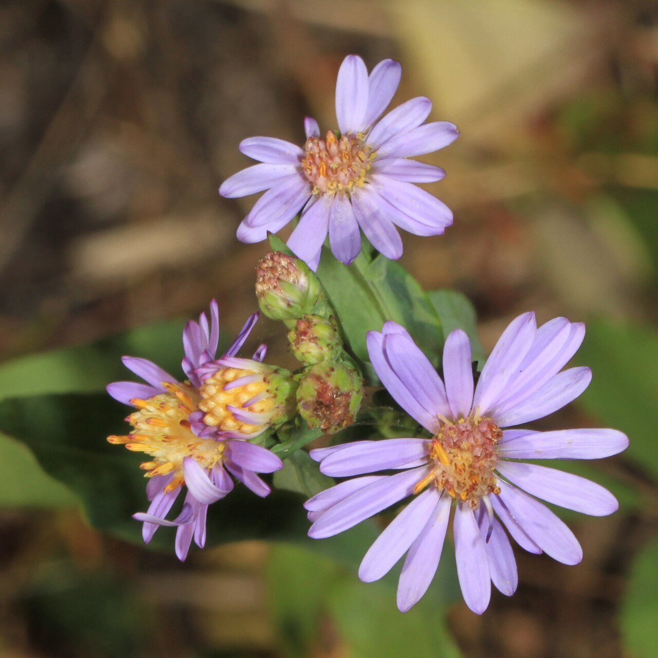 Smooth Blue Aster (Symphyotrichum laeve) - PlantNative.org Close-up of Smooth Blue Aster lavender ray flowers with yellow centers