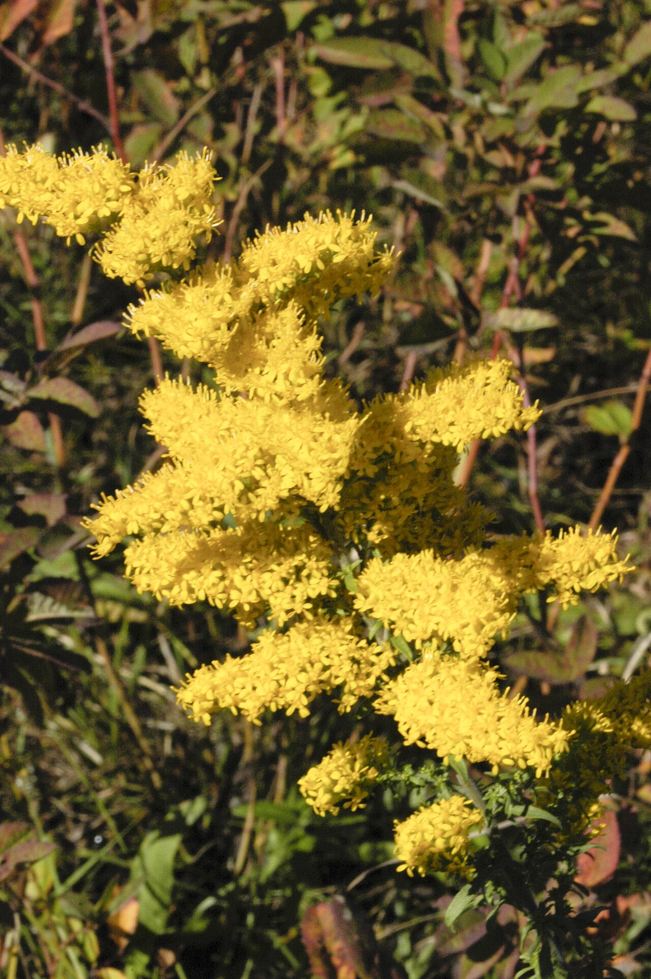 Gray Goldenrod (Solidago nemoralis) - PlantNative.org Gray goldenrod flowering at James Woodworth Prairie Preserve, Illinois
