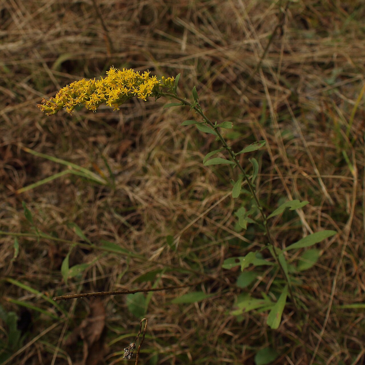 Gray Goldenrod (Solidago nemoralis) - PlantNative.org Gray goldenrod growing in a limestone meadow in Centre County, Pennsylvania
