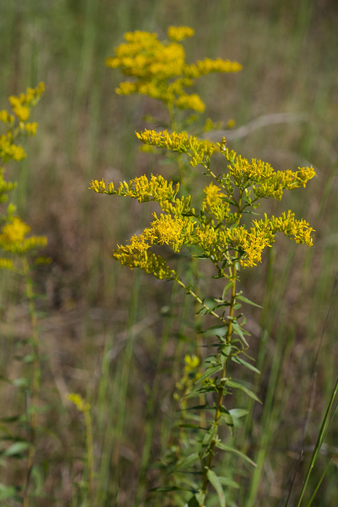 Sweet Goldenrod (Solidago odora) - PlantNative.org Sweet goldenrod in flower at Pinnacle Mountain State Park, Arkansas.