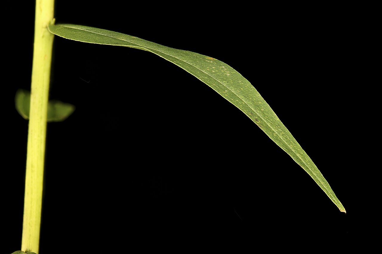 Sweet Goldenrod (Solidago odora) - PlantNative.org Narrow sweet-goldenrod leaf photographed from Howard County, Maryland material.