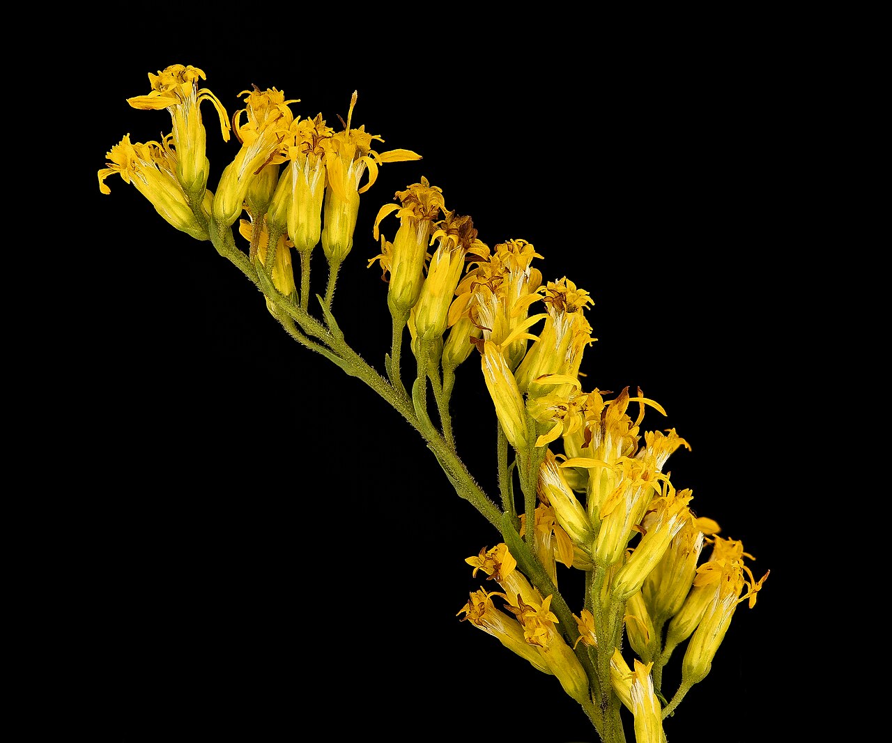 Sweet Goldenrod (Solidago odora) - PlantNative.org Close view of sweet-goldenrod flower heads from Howard County, Maryland material.