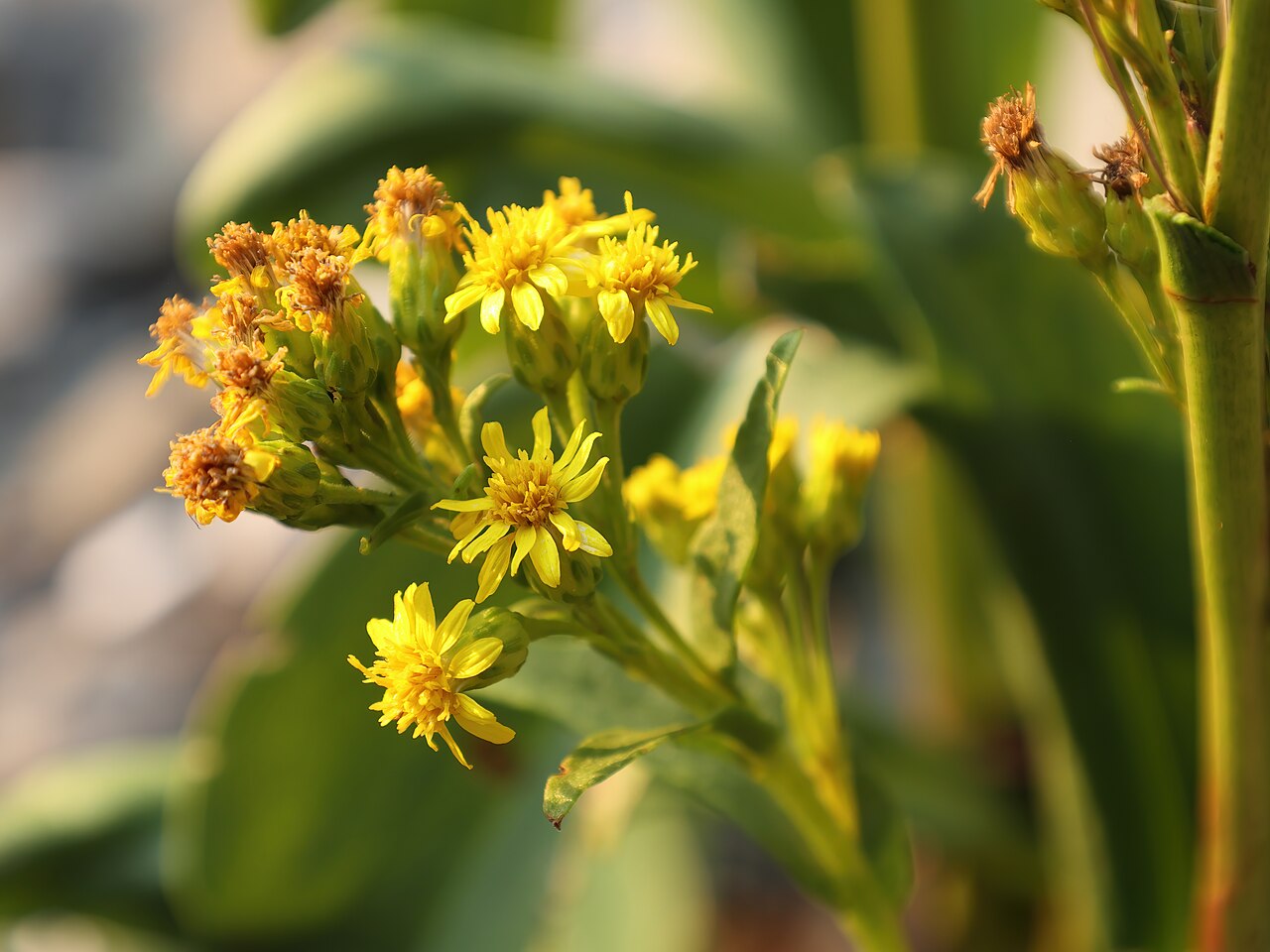 Yellow seaside goldenrod flower heads at Parc national du Bic, Québec.