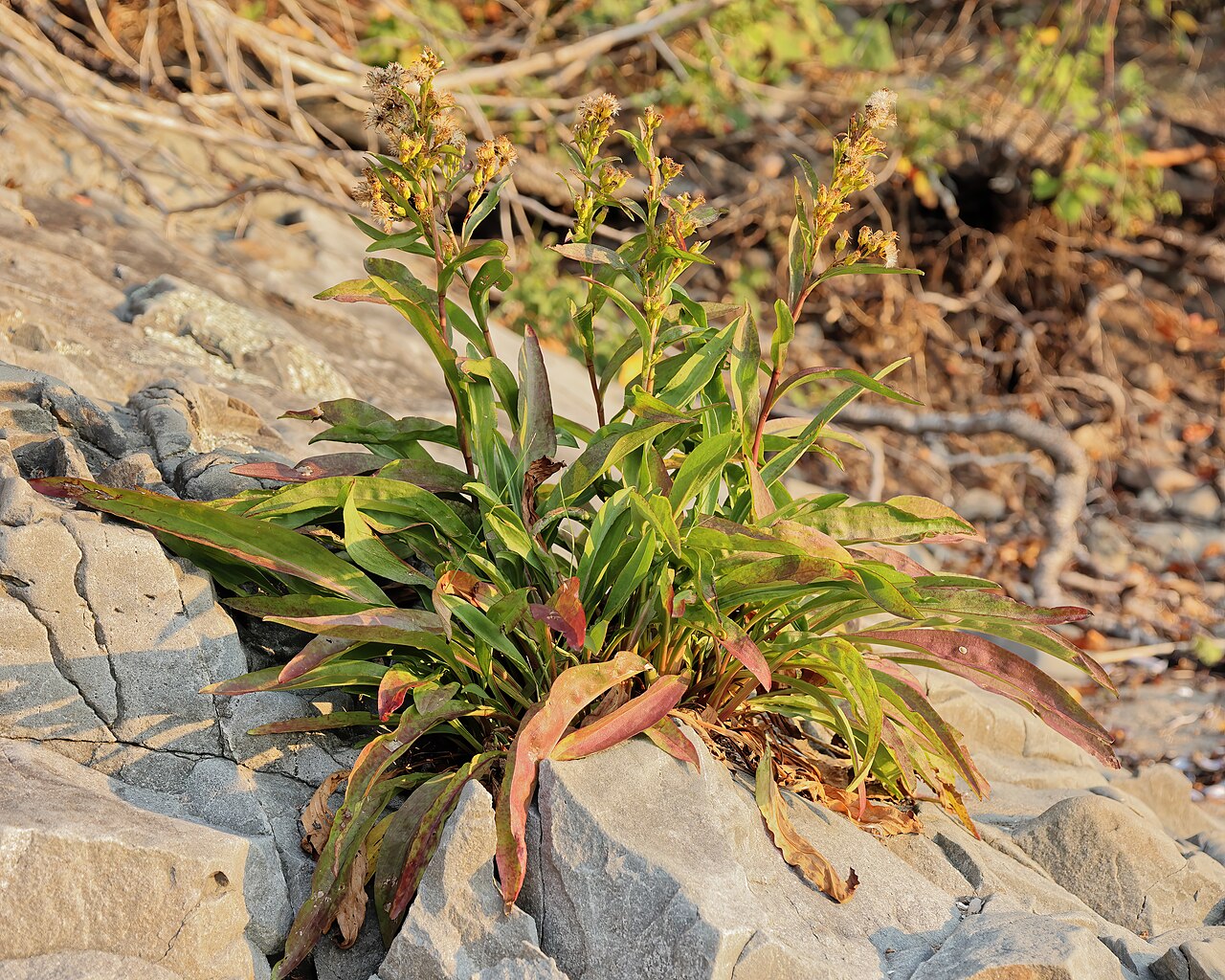 Seaside goldenrod foliage and growth form on the rocky Québec shoreline.
